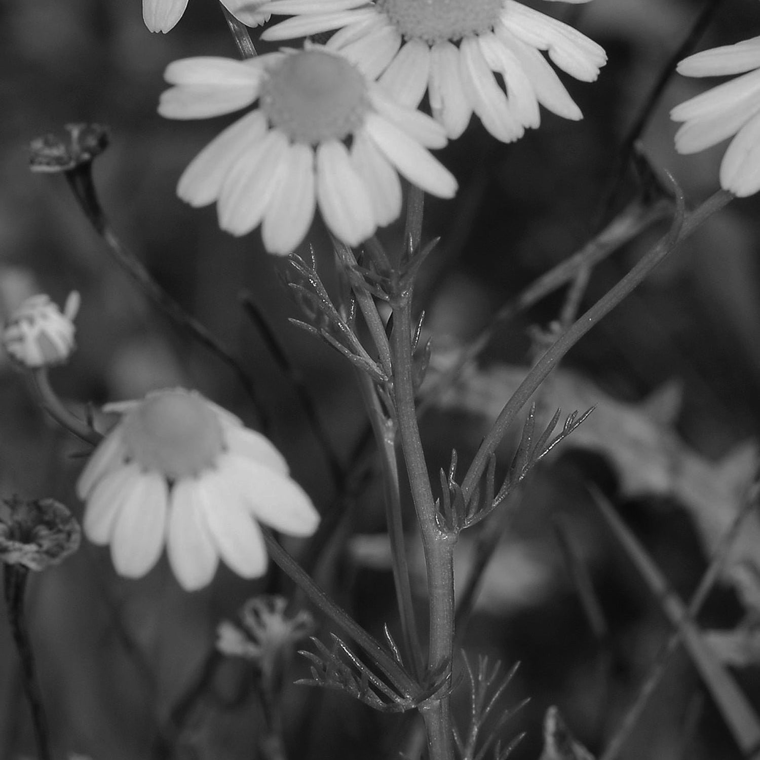 Chamomile Skincare