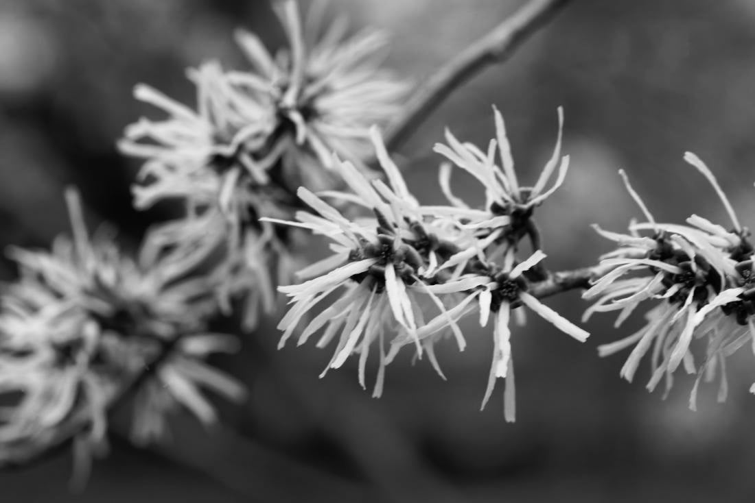 Witch hazel